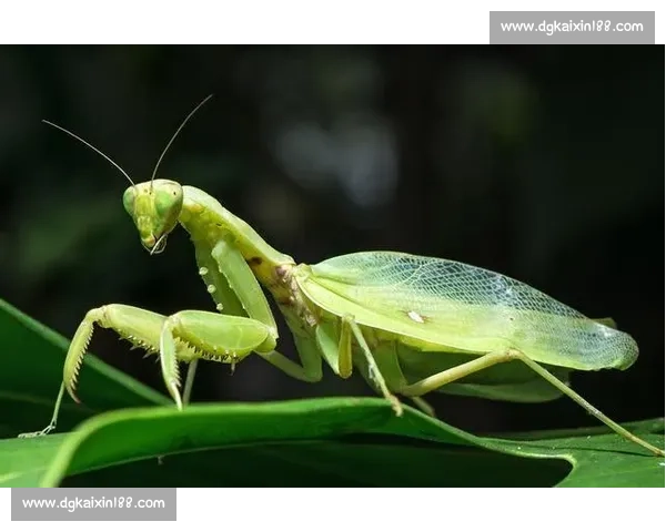 终点线前的 “螳螂”:跑者的失控与释放